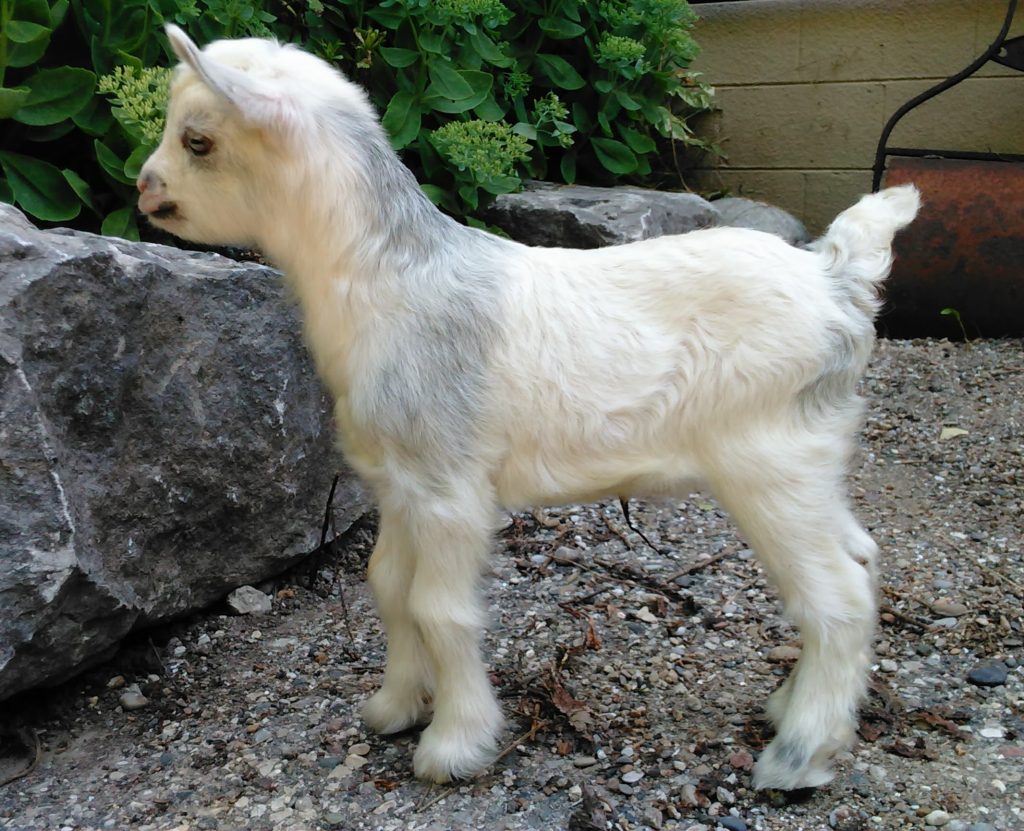 For Sale LOL Miniature Silky Fainting Goats