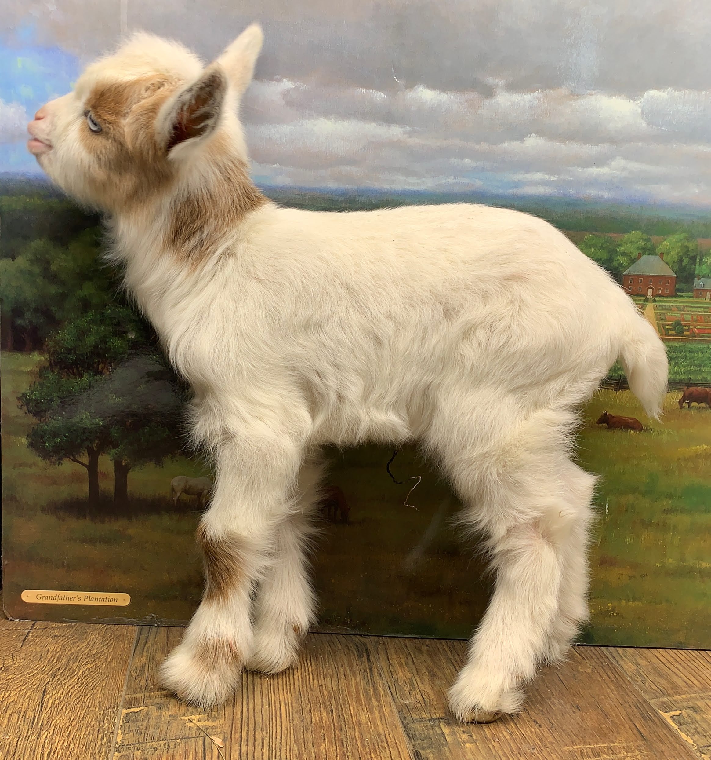 For Sale – LOL Miniature Silky Fainting Goats